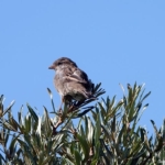 Een mus tijdens mijn wandeling tussen Haarlem en Zandvoort<br/>Copyright © JTravel.nl Een mus tijdens mijn wandeling tussen Haarlem en Zandvoort<br/>Copyright © JTravel.nl