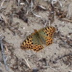 Een vlinder tijdens mijn wandeling tussen Haarlem en Zandvoort<br/>Copyright © JTravel.nl Een vlinder tijdens mijn wandeling tussen Haarlem en Zandvoort<br/>Copyright © JTravel.nl