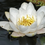 Waterlelie tijdens mijn wandeling tussen Haarlem en Zandvoort<br/>Copyright © JTravel.nl Waterlelie tijdens mijn wandeling tussen Haarlem en Zandvoort<br/>Copyright © JTravel.nl