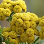 Gele bloemen in Zandvoort tijdens mijn wandeling tussen Haarlem en Zandvoort<br/>Copyright © JTravel.nl Gele bloemen in Zandvoort tijdens mijn wandeling tussen Haarlem en Zandvoort<br/>Copyright © JTravel.nl