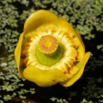 Gele plomp tijdens mijn wandeling tussen Haarlem en Zandvoort<br/>Copyright © JTravel.nl Gele plomp tijdens mijn wandeling tussen Haarlem en Zandvoort<br/>Copyright © JTravel.nl