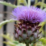 Hofje van Noblet in Haarlem tijdens mijn wandeling tussen Haarlem en Zandvoort<br/>Copyright © JTravel.nl Hofje van Noblet in Haarlem tijdens mijn wandeling tussen Haarlem en Zandvoort<br/>Copyright © JTravel.nl