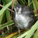 Een meerkoet tijdens mijn wandeling tussen Haarlem en Zandvoort<br/>Copyright © JTravel.nl Een meerkoet tijdens mijn wandeling tussen Haarlem en Zandvoort<br/>Copyright © JTravel.nl