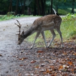 Een damhert in de Amsterdamse Waterleidingduinen op 30 september 2022<br/>Copyright © JTravel.nl Een damhert in de Amsterdamse Waterleidingduinen op 30 september 2022<br/>Copyright © JTravel.nl