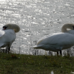 Knobbelzwanen in de Amsterdamse Waterleidingduinen op 30 september 2022<br/>Copyright © JTravel.nl Knobbelzwanen in de Amsterdamse Waterleidingduinen op 30 september 2022<br/>Copyright © JTravel.nl
