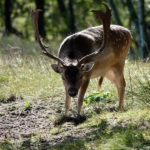 Een damhert in de Amsterdamse Waterleidingduinen op 30 september 2022<br/>Copyright © JTravel.nl Een damhert in de Amsterdamse Waterleidingduinen op 30 september 2022<br/>Copyright © JTravel.nl