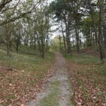 Een bospad in de Amsterdamse Waterleidingduinen op 28 oktober 2022<br/>Copyright ยฉ JTravel.nl Een bospad in de Amsterdamse Waterleidingduinen op 28 oktober 2022<br/>Copyright ยฉ JTravel.nl