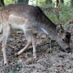 Een damhert tijdens de oranje route Oranjekom in de Amsterdamse Waterleidingduinen op 12 oktober 2022<br/>Copyright © JTravel.nl Een damhert tijdens de oranje route Oranjekom in de Amsterdamse Waterleidingduinen op 12 oktober 2022<br/>Copyright © JTravel.nl