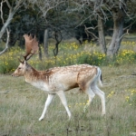 Een damhert tijdens de oranje route Oranjekom in de Amsterdamse Waterleidingduinen op 12 oktober 2022<br/>Copyright © JTravel.nl Een damhert tijdens de oranje route Oranjekom in de Amsterdamse Waterleidingduinen op 12 oktober 2022<br/>Copyright © JTravel.nl