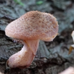 Paddenstoelen in de Amsterdamse Waterleidingduinen op 28 oktober 2022<br/>Copyright ยฉ JTravel.nl Paddenstoelen in de Amsterdamse Waterleidingduinen op 28 oktober 2022<br/>Copyright ยฉ JTravel.nl