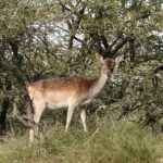 Een damhert tijdens de oranje route Oranjekom in de Amsterdamse Waterleidingduinen op 12 oktober 2022<br/>Copyright © JTravel.nl Een damhert tijdens de oranje route Oranjekom in de Amsterdamse Waterleidingduinen op 12 oktober 2022<br/>Copyright © JTravel.nl