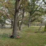 Landschap in de Amsterdamse Waterleidingduinen op 28 oktober 2022<br/>Copyright ยฉ JTravel.nl Landschap in de Amsterdamse Waterleidingduinen op 28 oktober 2022<br/>Copyright ยฉ JTravel.nl