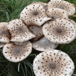 Paddenstoelen tijdens de oranje route Oranjekom in de Amsterdamse Waterleidingduinen op 12 oktober 2022<br/>Copyright © JTravel.nl Paddenstoelen tijdens de oranje route Oranjekom in de Amsterdamse Waterleidingduinen op 12 oktober 2022<br/>Copyright © JTravel.nl