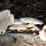 Paddenstoelen tijdens de oranje route Oranjekom in de Amsterdamse Waterleidingduinen op 12 oktober 2022<br/>Copyright © JTravel.nl Paddenstoelen tijdens de oranje route Oranjekom in de Amsterdamse Waterleidingduinen op 12 oktober 2022<br/>Copyright © JTravel.nl