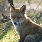 Een vos in de Amsterdamse Waterleidingduinen op 14 november 2022<br/>Copyright ยฉ JTravel.nl Een vos in de Amsterdamse Waterleidingduinen op 14 november 2022<br/>Copyright ยฉ JTravel.nl