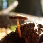 Een paddenstoel in de Amsterdamse Waterleidingduinen op 14 november 2022<br/>Copyright ยฉ JTravel.nl Een paddenstoel in de Amsterdamse Waterleidingduinen op 14 november 2022<br/>Copyright ยฉ JTravel.nl