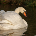 Een knobbelzwaan in de Amsterdamse Waterleidingduinen op 14 november 2022<br/>Copyright ยฉ JTravel.nl Een knobbelzwaan in de Amsterdamse Waterleidingduinen op 14 november 2022<br/>Copyright ยฉ JTravel.nl
