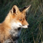 Een vos in de Amsterdamse Waterleidingduinen op 14 november 2022<br/>Copyright ยฉ JTravel.nl Een vos in de Amsterdamse Waterleidingduinen op 14 november 2022<br/>Copyright ยฉ JTravel.nl