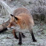 Een vos in de Amsterdamse Waterleidingduinen op 13 december 2022<br/>Copyright © JTravel.nl Een vos in de Amsterdamse Waterleidingduinen op 13 december 2022<br/>Copyright © JTravel.nl