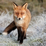 Een vos in de Amsterdamse Waterleidingduinen op 13 december 2022<br/>Copyright © JTravel.nl Een vos in de Amsterdamse Waterleidingduinen op 13 december 2022<br/>Copyright © JTravel.nl