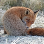 Een vos in de Amsterdamse Waterleidingduinen op 13 december 2022<br/>Copyright © JTravel.nl Een vos in de Amsterdamse Waterleidingduinen op 13 december 2022<br/>Copyright © JTravel.nl