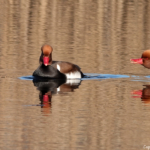 Krooneenden in de Amsterdamse Waterleidingduinen op 8 februari 2023 / Copyright © JTravel.nl Krooneenden in de Amsterdamse Waterleidingduinen op 8 februari 2023 / Copyright © JTravel.nl