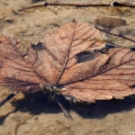 In de Amsterdamse Waterleidingduinen op 8 februari 2023 / Copyright © JTravel.nl In de Amsterdamse Waterleidingduinen op 8 februari 2023 / Copyright © JTravel.nl