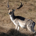Een damhert in de Amsterdamse Waterleidingduinen op 8 februari 2023 / Copyright © JTravel.nl Een damhert in de Amsterdamse Waterleidingduinen op 8 februari 2023 / Copyright © JTravel.nl