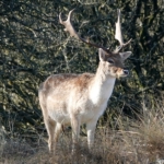 Een damhert in de Amsterdamse Waterleidingduinen op 8 februari 2023 / Copyright © JTravel.nl Een damhert in de Amsterdamse Waterleidingduinen op 8 februari 2023 / Copyright © JTravel.nl