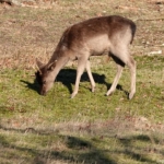 Een damhert in de Amsterdamse Waterleidingduinen op 8 februari 2023 / Copyright © JTravel.nl Een damhert in de Amsterdamse Waterleidingduinen op 8 februari 2023 / Copyright © JTravel.nl