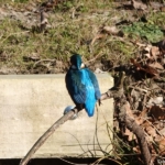 Een ijsvogel in de Amsterdamse Waterleidingduinen op 8 februari 2023 / Copyright © JTravel.nl Een ijsvogel in de Amsterdamse Waterleidingduinen op 8 februari 2023 / Copyright © JTravel.nl