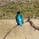 Een ijsvogel in de Amsterdamse Waterleidingduinen op 8 februari 2023 / Copyright © JTravel.nl Een ijsvogel in de Amsterdamse Waterleidingduinen op 8 februari 2023 / Copyright © JTravel.nl