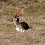 Een damhert in de Amsterdamse Waterleidingduinen op 8 februari 2023 / Copyright © JTravel.nl Een damhert in de Amsterdamse Waterleidingduinen op 8 februari 2023 / Copyright © JTravel.nl