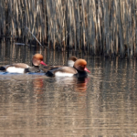 Krooneenden in de Amsterdamse Waterleidingduinen op 8 februari 2023 / Copyright © JTravel.nl Krooneenden in de Amsterdamse Waterleidingduinen op 8 februari 2023 / Copyright © JTravel.nl