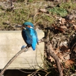Een ijsvogel in de Amsterdamse Waterleidingduinen op 8 februari 2023 / Copyright © JTravel.nl Een ijsvogel in de Amsterdamse Waterleidingduinen op 8 februari 2023 / Copyright © JTravel.nl