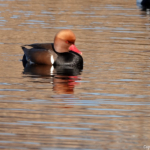 Krooneenden in de Amsterdamse Waterleidingduinen op 8 februari 2023 / Copyright © JTravel.nl Krooneenden in de Amsterdamse Waterleidingduinen op 8 februari 2023 / Copyright © JTravel.nl