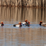 Krooneenden in de Amsterdamse Waterleidingduinen op 8 februari 2023 / Copyright © JTravel.nl Krooneenden in de Amsterdamse Waterleidingduinen op 8 februari 2023 / Copyright © JTravel.nl