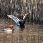 Krooneenden in de Amsterdamse Waterleidingduinen op 8 februari 2023 / Copyright © JTravel.nl Krooneenden in de Amsterdamse Waterleidingduinen op 8 februari 2023 / Copyright © JTravel.nl