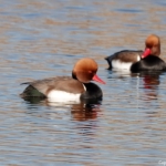 Krooneenden in de Amsterdamse Waterleidingduinen op 8 februari 2023 / Copyright © JTravel.nl Krooneenden in de Amsterdamse Waterleidingduinen op 8 februari 2023 / Copyright © JTravel.nl