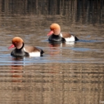 Krooneenden in de Amsterdamse Waterleidingduinen op 8 februari 2023 / Copyright © JTravel.nl Krooneenden in de Amsterdamse Waterleidingduinen op 8 februari 2023 / Copyright © JTravel.nl