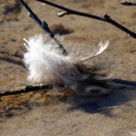 De Amsterdamse Waterleidingduinen op 8 februari 2023 / Copyright © JTravel.nl De Amsterdamse Waterleidingduinen op 8 februari 2023 / Copyright © JTravel.nl