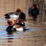 Krooneenden in de Amsterdamse Waterleidingduinen op 8 februari 2023 / Copyright © JTravel.nl Krooneenden in de Amsterdamse Waterleidingduinen op 8 februari 2023 / Copyright © JTravel.nl