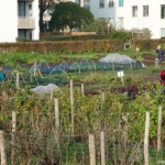 Voedseltuin IJplein tijdens mijn wandeling in de haven van Amsterdam <br/>Copyright © JTravel.nl Voedseltuin IJplein tijdens mijn wandeling in de haven van Amsterdam <br/>Copyright © JTravel.nl