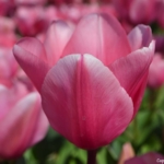 Tulpen in Hillegom op 16 april 2020<br/>Copyright © JTravel.nl Tulpen in Hillegom op 16 april 2020<br/>Copyright © JTravel.nl