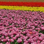 Tulpen in Hillegom op 16 april 2020<br/>Copyright © JTravel.nl Tulpen in Hillegom op 16 april 2020<br/>Copyright © JTravel.nl