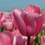 Tulpen in Hillegom op 16 april 2020<br/>Copyright © JTravel.nl Tulpen in Hillegom op 16 april 2020Copyright © JTravel.nl