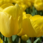 Tulpen in Hillegom op 16 april 2020<br/>Copyright © JTravel.nl Tulpen in Hillegom op 16 april 2020<br/>Copyright © JTravel.nl