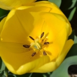 Tulpen in Hillegom op 16 april 2020<br/>Copyright © JTravel.nl Tulpen in Hillegom op 16 april 2020<br/>Copyright © JTravel.nl