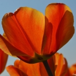 Tulpen bij Lisse op 16 april 2020<br/>Copyright © JTravel.nl Tulpen bij Lisse op 16 april 2020Copyright © JTravel.nl