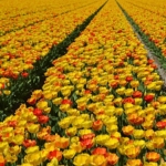 Tulpen bij Lisse op 16 april 2020<br/>Copyright © JTravel.nl Tulpen bij Lisse op 16 april 2020Copyright © JTravel.nl